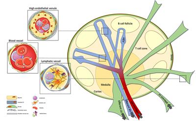 The Role of Endothelial Cells and TNF-Receptor Superfamily Members in Lymphoid Organogenesis and Function During Health and Inflammation